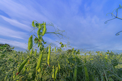 BUITEN BEELD Foto: 289216