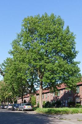 BUITEN BEELD Foto: 289539