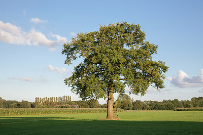 BUITEN BEELD Foto: 289543