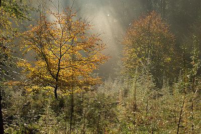 BUITEN BEELD Foto: 289547