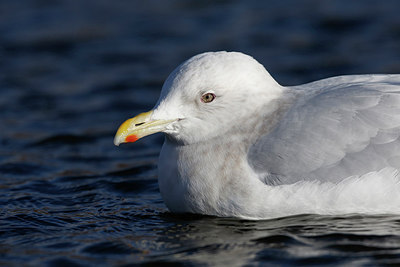 BUITEN BEELD Foto: 289578