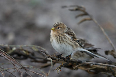 BUITEN BEELD Foto: 289597