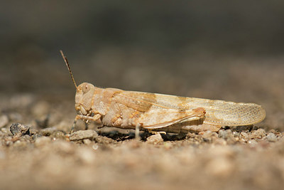 BUITEN BEELD Foto: 289621