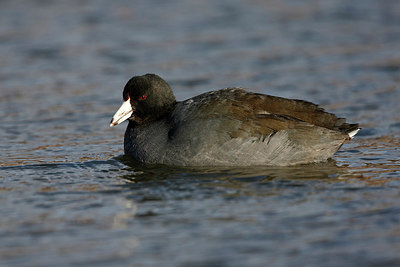 BUITEN BEELD Foto: 289626