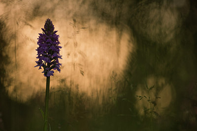 BUITEN BEELD Foto: 289646