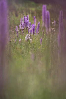 BUITEN BEELD Foto: 289649