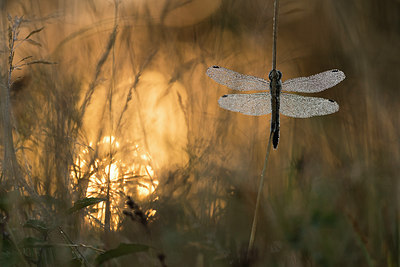BUITEN BEELD Foto: 289651