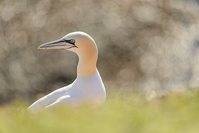 BUITEN BEELD Foto: 289662