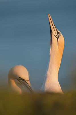 BUITEN BEELD Foto: 289663