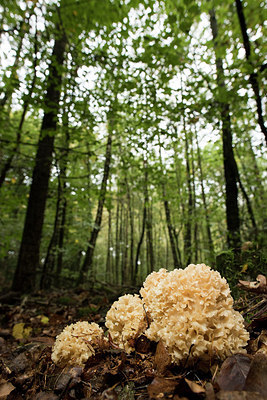 BUITEN BEELD Foto: 289675