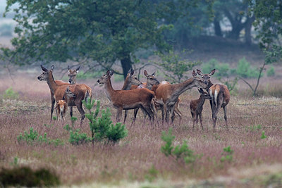 BUITEN BEELD Foto: 289680