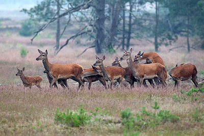 BUITEN BEELD Foto: 289683