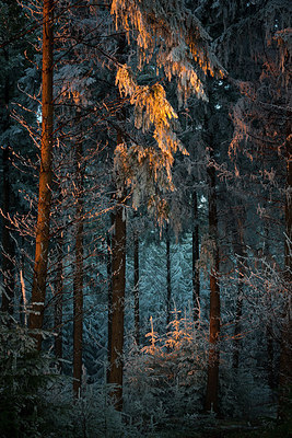 BUITEN BEELD Foto: 289688