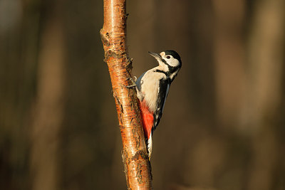 BUITEN BEELD Foto: 289789