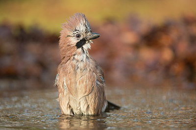 BUITEN BEELD Foto: 289801