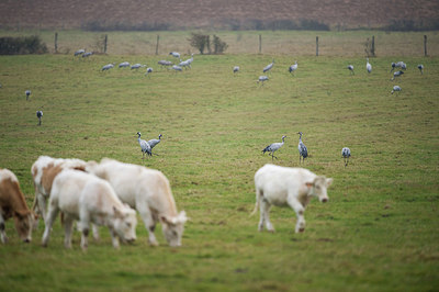 BUITEN BEELD Foto: 289834