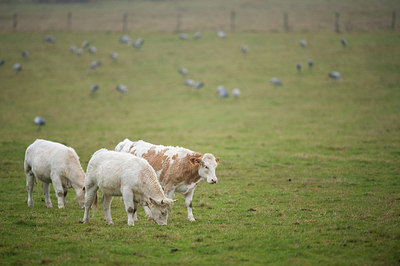 BUITEN BEELD Foto: 289835