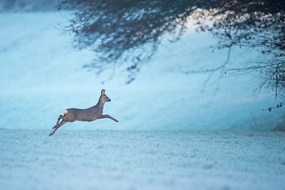 BUITEN BEELD Foto: 289877