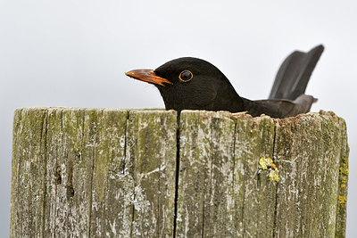 BUITEN BEELD Foto: 289987