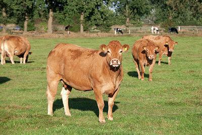 BUITEN BEELD Foto: 289990