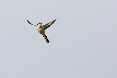 BUITEN BEELD Foto: 290011