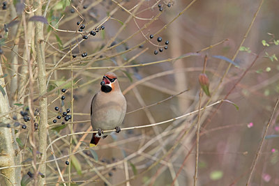 BUITEN BEELD Foto: 290021