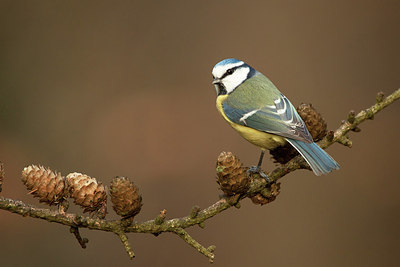 BUITEN BEELD Foto: 290050