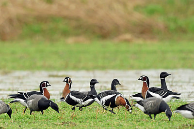 BUITEN BEELD Foto: 290083