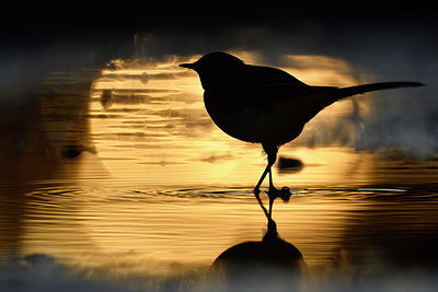 BUITEN BEELD Foto: 290089