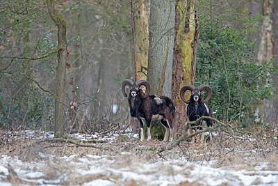 BUITEN BEELD Foto: 290106