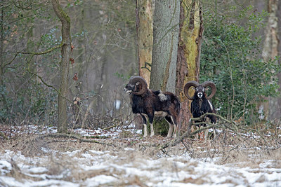 BUITEN BEELD Foto: 290107