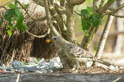 BUITEN BEELD Foto: 290156