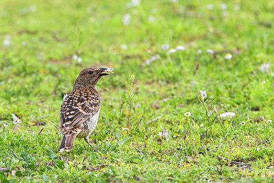 BUITEN BEELD Foto: 290195