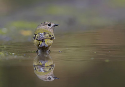 BUITEN BEELD Foto: 290197