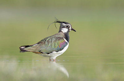 BUITEN BEELD Foto: 290207