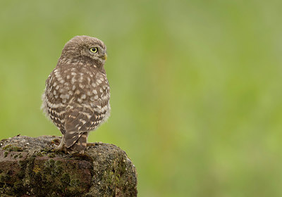 BUITEN BEELD Foto: 290211