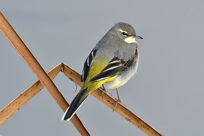 BUITEN BEELD Foto: 290228