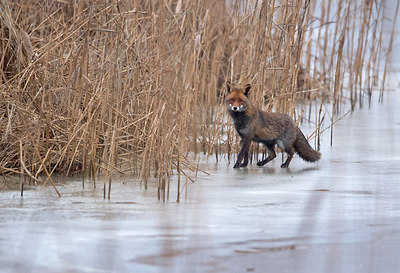 BUITEN BEELD Foto: 290265