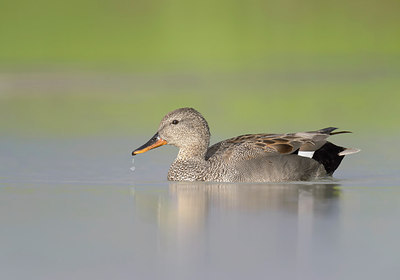 BUITEN BEELD Foto: 290272