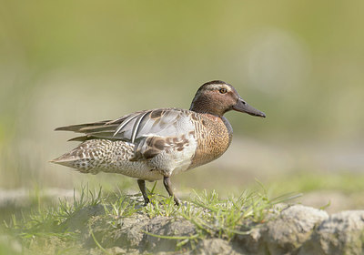 BUITEN BEELD Foto: 290275