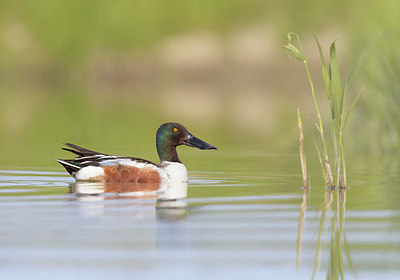 BUITEN BEELD Foto: 290276