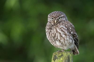 BUITEN BEELD Foto: 290303