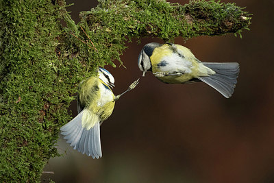 BUITEN BEELD Foto: 290312