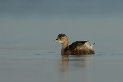BUITEN BEELD Foto: 290313