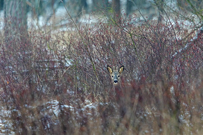 BUITEN BEELD Foto: 290366