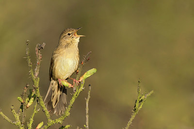 BUITEN BEELD Foto: 290373