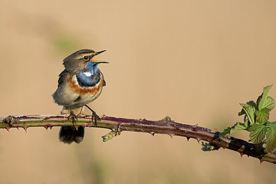 BUITEN BEELD Foto: 290374