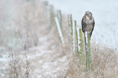 BUITEN BEELD Foto: 290408