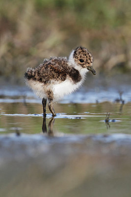 BUITEN BEELD Foto: 290440