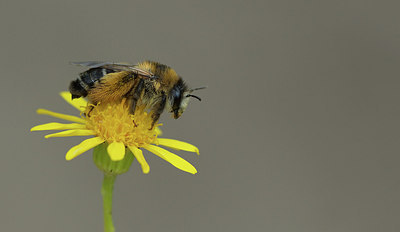 BUITEN BEELD Foto: 290485